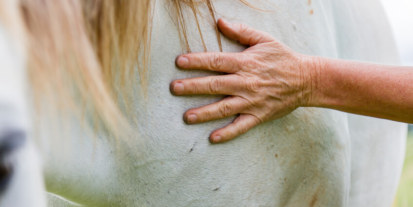 Equine Therapy Programs for Troubled Girls
